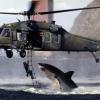 USA SHARK's Photo